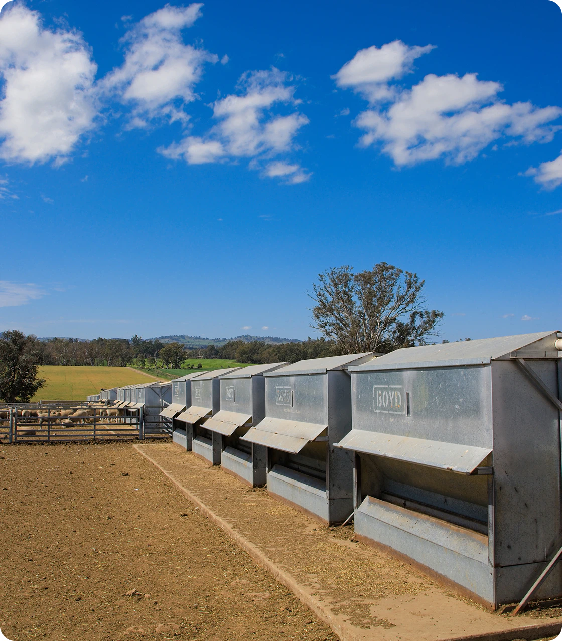 Boyd feeders and systems installed in a sheep feedlot