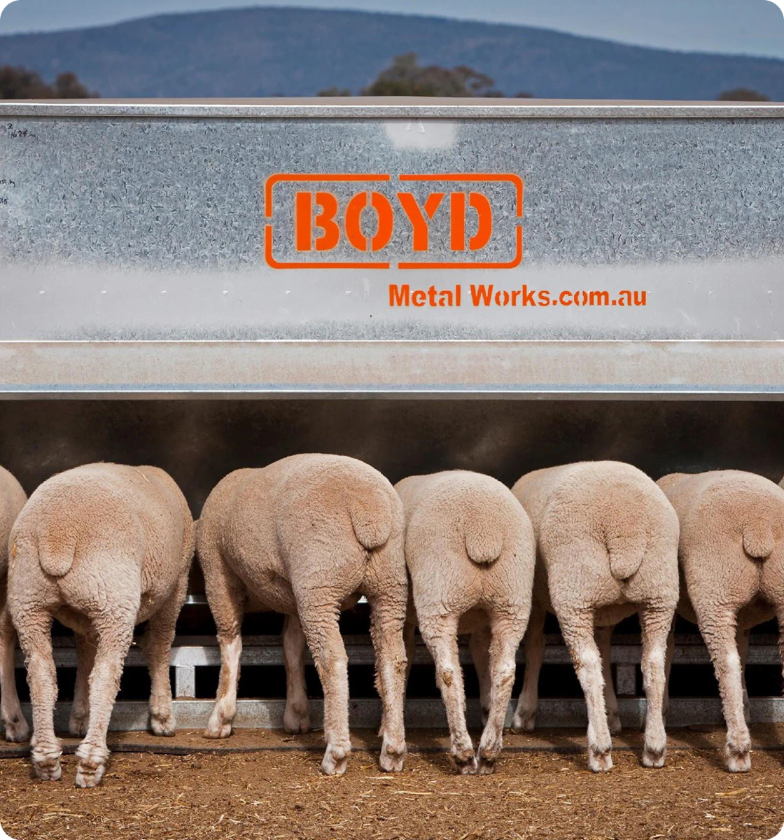 Lambs feeding in a Boyd feedlot